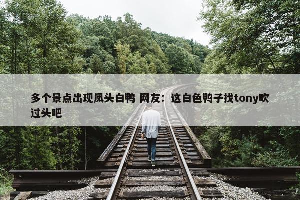 多个景点出现凤头白鸭 网友：这白色鸭子找tony吹过头吧